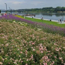  Ukwiecony Bulwar Filadelfijski