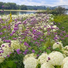  Ukwiecony Bulwar Filadelfijski