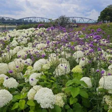  Ukwiecony Bulwar Filadelfijski