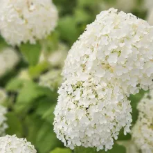  Ukwiecony Bulwar Filadelfijski