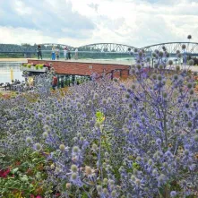  Ukwiecony Bulwar Filadelfijski