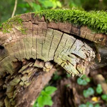 Odsłonięcie tablicy na Kępie Bazarowej