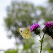 Odsłonięcie tablicy na Kępie Bazarowej