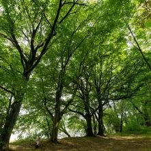 Odsłonięcie tablicy na Kępie Bazarowej