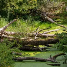 Odsłonięcie tablicy na Kępie Bazarowej