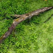 Odsłonięcie tablicy na Kępie Bazarowej