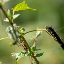 Odsłonięcie tablicy na Kępie Bazarowej