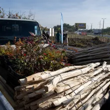 Zasadziliśmy mikrolas na lewobrzeżu