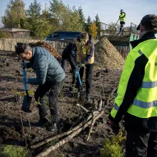 Zasadziliśmy mikrolas na lewobrzeżu