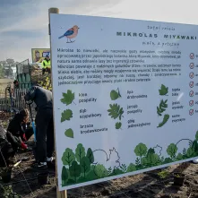 Zasadziliśmy mikrolas na lewobrzeżu