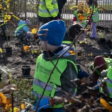 Zasadziliśmy mikrolas na lewobrzeżu