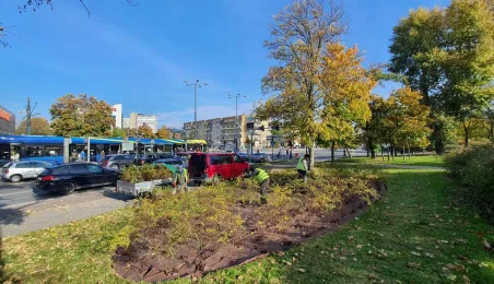 Nasadzenia krzewów tawuły przy Czerwonej Drodze