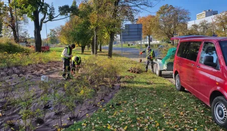 Nasadzenia krzewów tawuły przy Czerwonej Drodze
