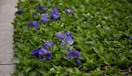 Jesienne nasadzenia bratków