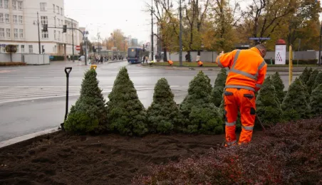 Jesienne nasadzenia bratków