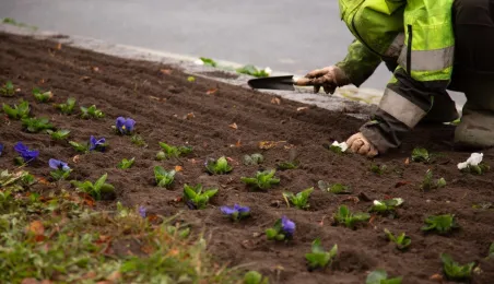 Jesienne nasadzenia bratków