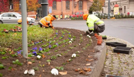 Jesienne nasadzenia bratków