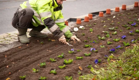 Jesienne nasadzenia bratków