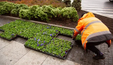 Jesienne nasadzenia bratków