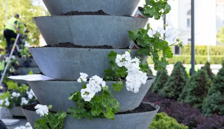 Nasadzenia kwiatów, 27.05.2025 r.