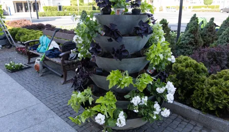 Nasadzenia kwiatów, 27.05.2025 r.