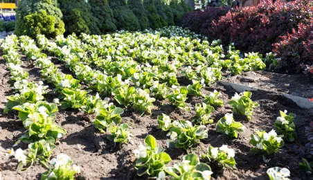 Nasadzenia kwiatów, 27.05.2025 r.