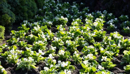 Nasadzenia kwiatów, 27.05.2025 r.