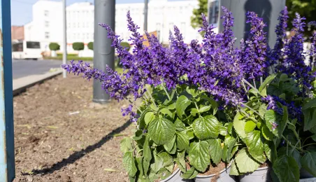 Nasadzenia kwiatów, 27.05.2025 r.