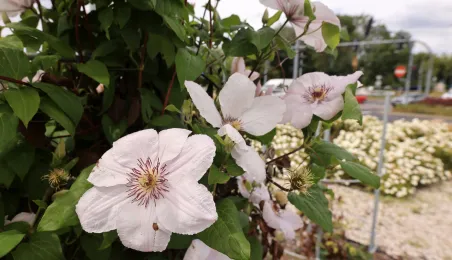 Rondo im. Witalisa Ugrechlidze