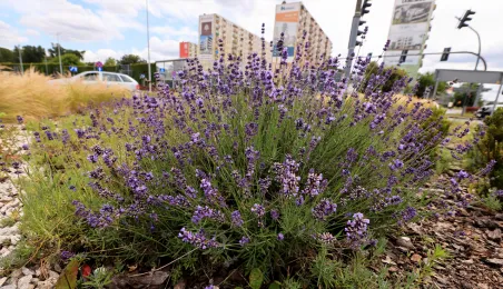 Rondo im. Witalisa Ugrechlidze
