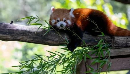 Pokazowe karmienie pand małych