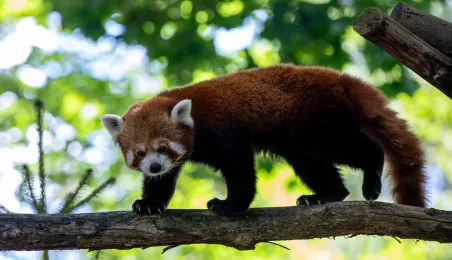 Pokazowe karmienie pand małych