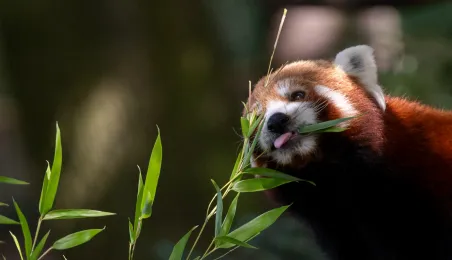 Pokazowe karmienie pand małych