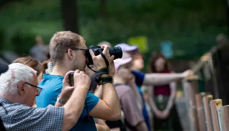 Pokazowe karmienie pand małych