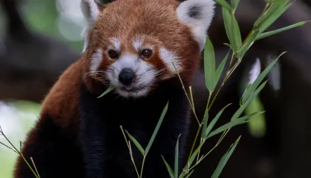 Pokazowe karmienie pand małych