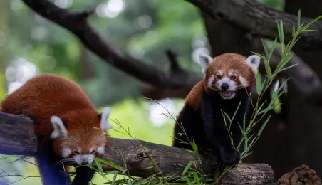 Pokazowe karmienie pand małych