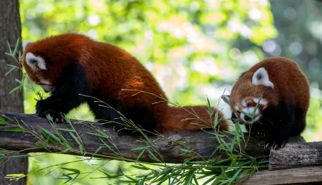 Pokazowe karmienie pand małych