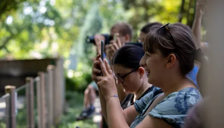 Pokazowe karmienie pand małych