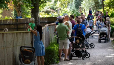 Pokazowe karmienie pand małych