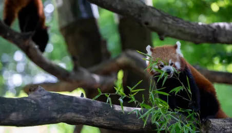 Pokazowe karmienie pand małych