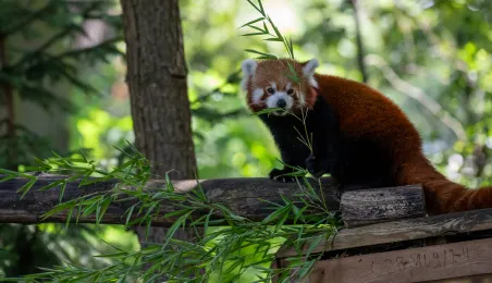 Pokazowe karmienie pand małych