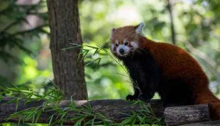 Pokazowe karmienie pand małych