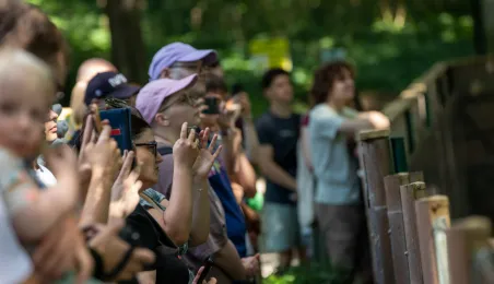 Pokazowe karmienie pand małych