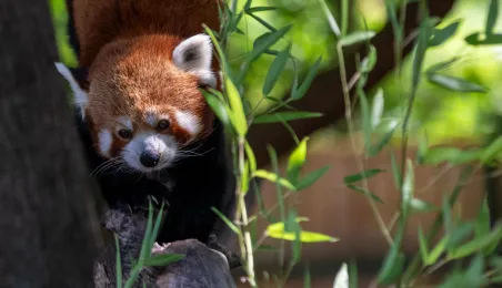 Pokazowe karmienie pand małych