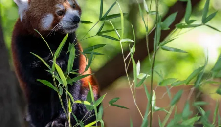 Pokazowe karmienie pand małych