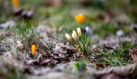 Wiosna na toruńskiej Starówce 