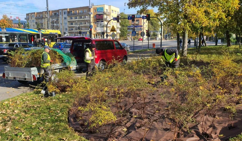 Nasadzenia krzewów tawuły przy Czerwonej Drodze