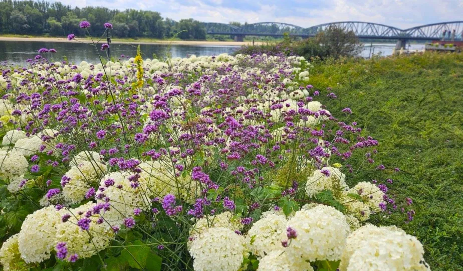  Ukwiecony Bulwar Filadelfijski