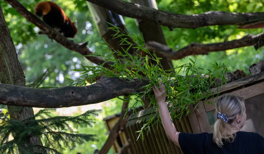 Pokazowe karmienie pand małych