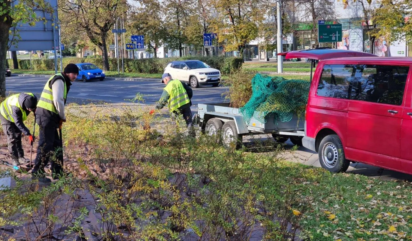 Nasadzenia krzewów tawuły przy Czerwonej Drodze